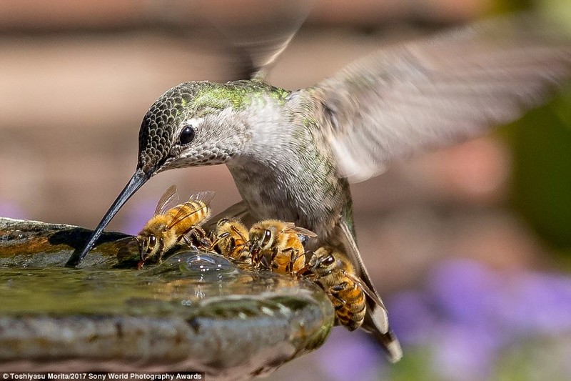 Водяное перемирие. Колибри и пчелы пьют из фонтанчика в жаркий день в Калифорнии