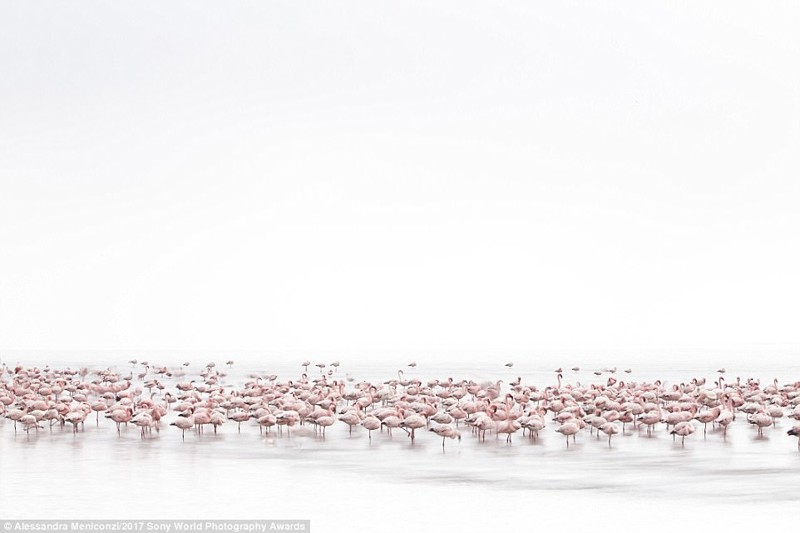 Розовое облако. Стая фламинго на побережье Намибии