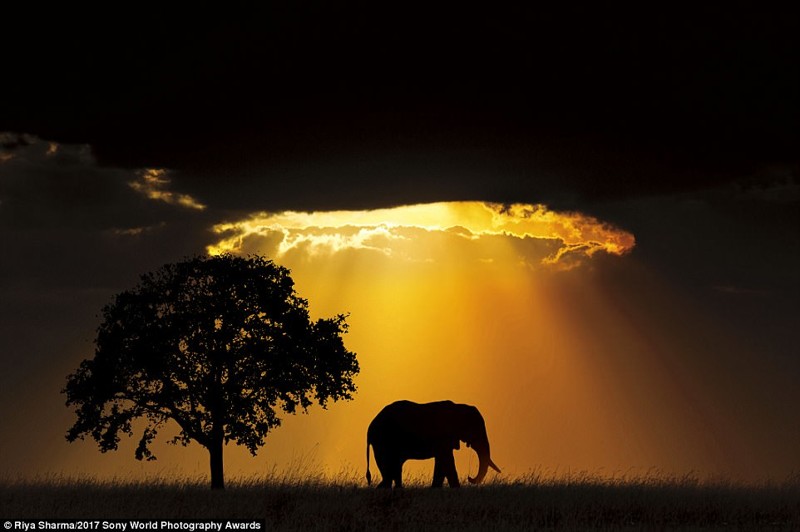 Слон на закате. Гуджарат, Индия