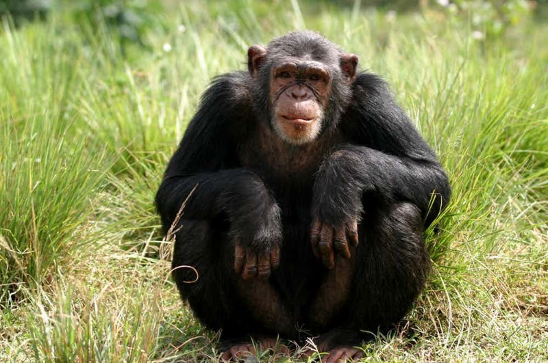 На теле человека волос столько же, сколько на теле шимпанзе
