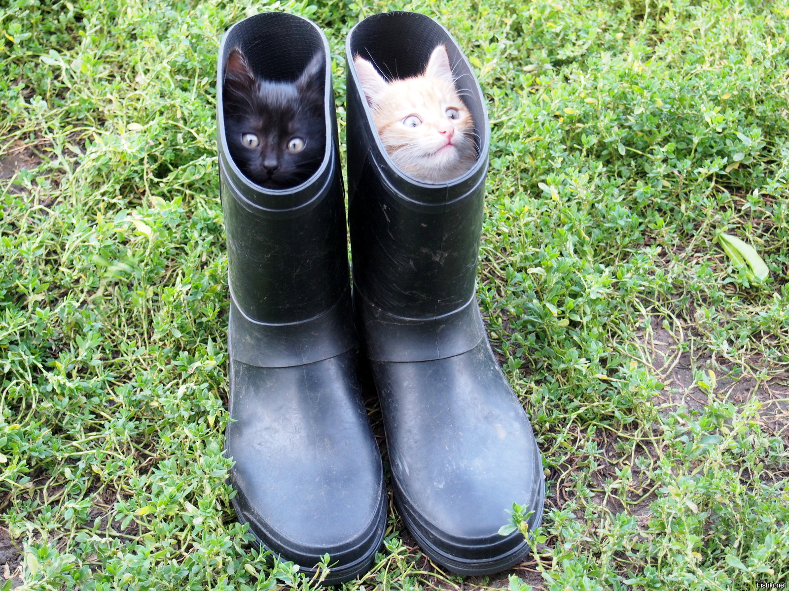 Кот в ботинках