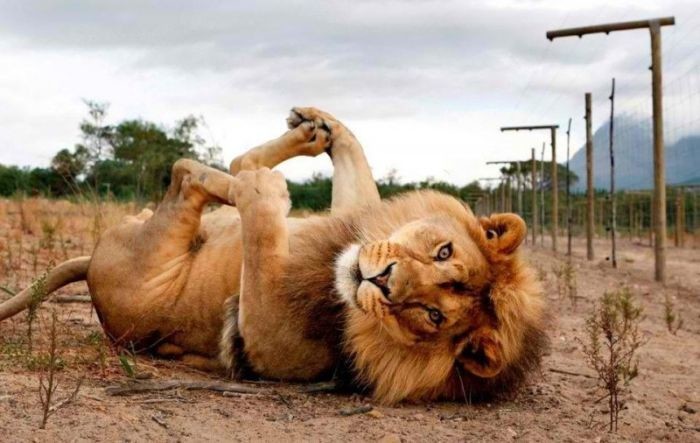 Льва спасли от браконьеров 