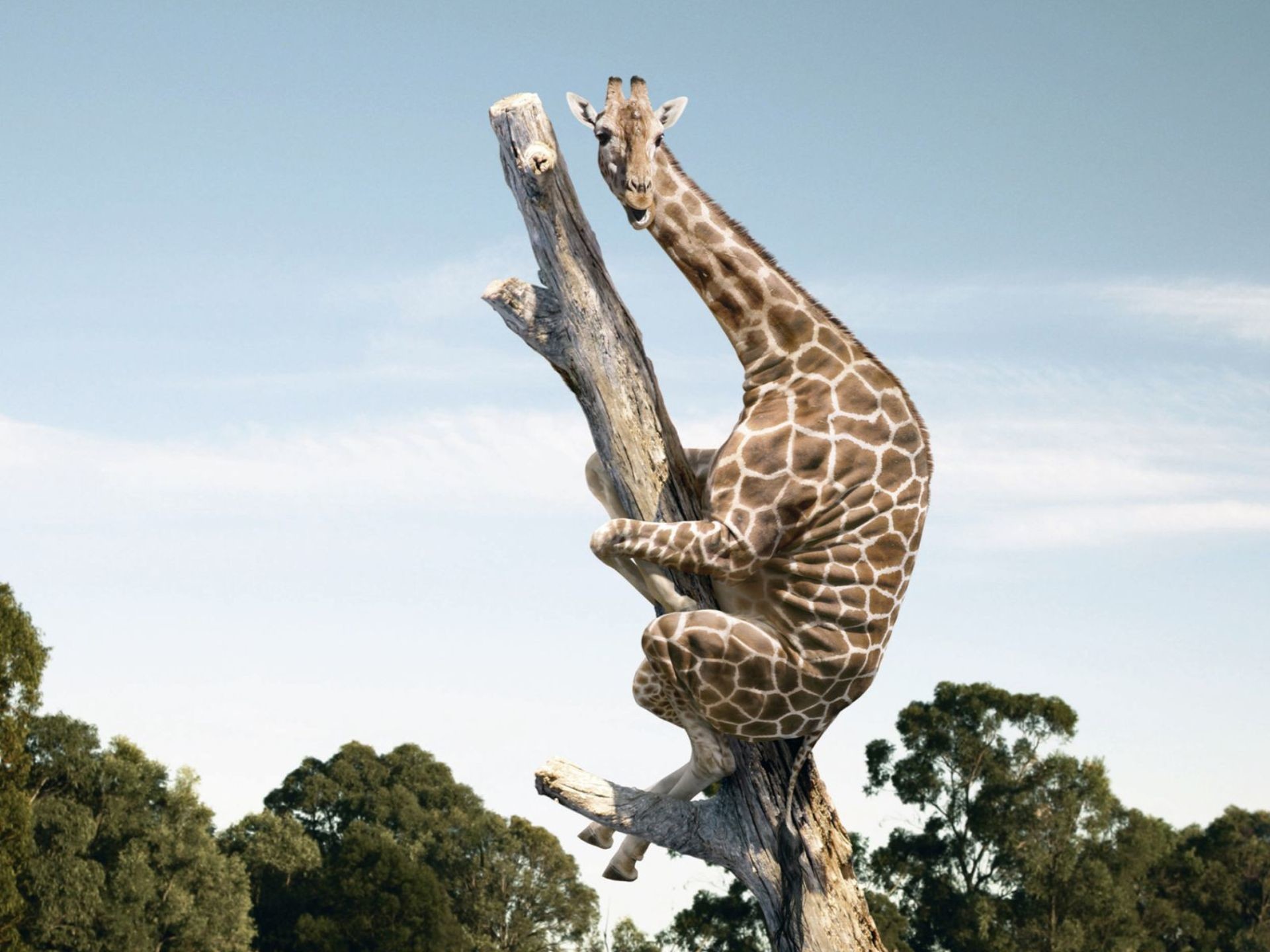 Интересные картинки. Жирафик Акакин. Жираф на дереве. Жираф спит. Зона комфорта.