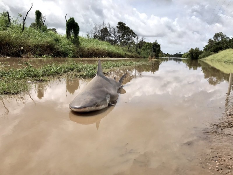 Сильный циклон «выбросил» акулу-людоеда на трассу