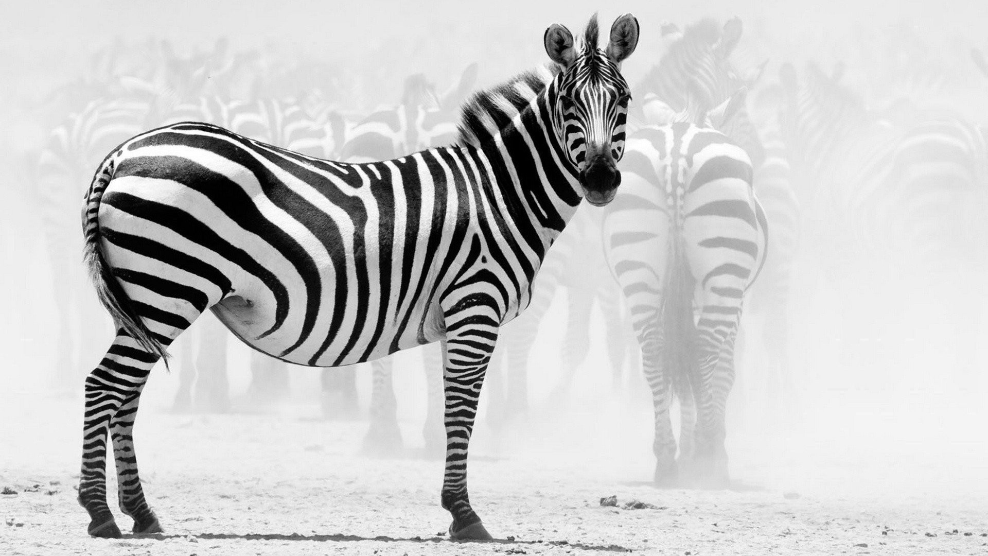Черно белые полоски зебры