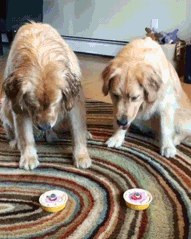 Кто из них более жадный?