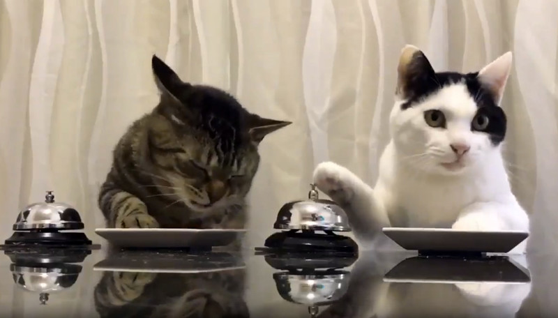 «Люди Павлова»: Эти кошки «учат» людей приносить им еду по звонку