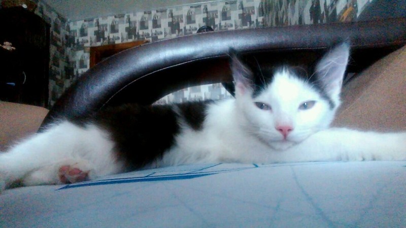 Теперь котик живет с нами, зовут его Дизель! В честь машины в которой его нашли! Он шустрый и неугомонный. Мы его так любим!