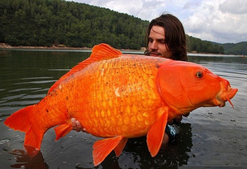 Этот огромный карп весит 15 кг. Такую «золотую» рыбку посчастливилось выловить французским рыбакам на юге страны.
