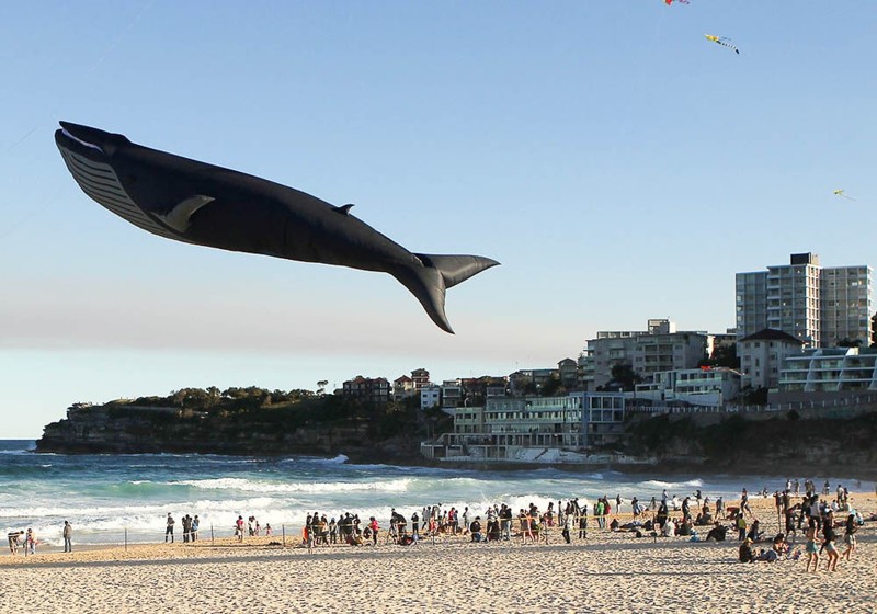 Фестиваль ветров — это праздник воздушных змеев в Сиднее, Австралия.