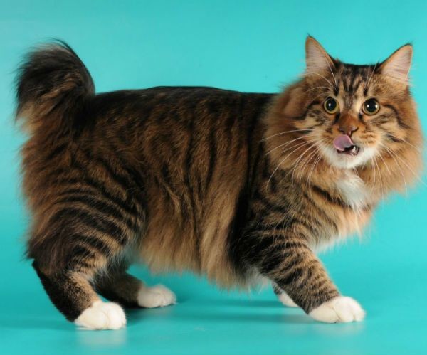 Породы кошек фото характер вес thumbnail