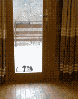 Не дал коту замерзнуть