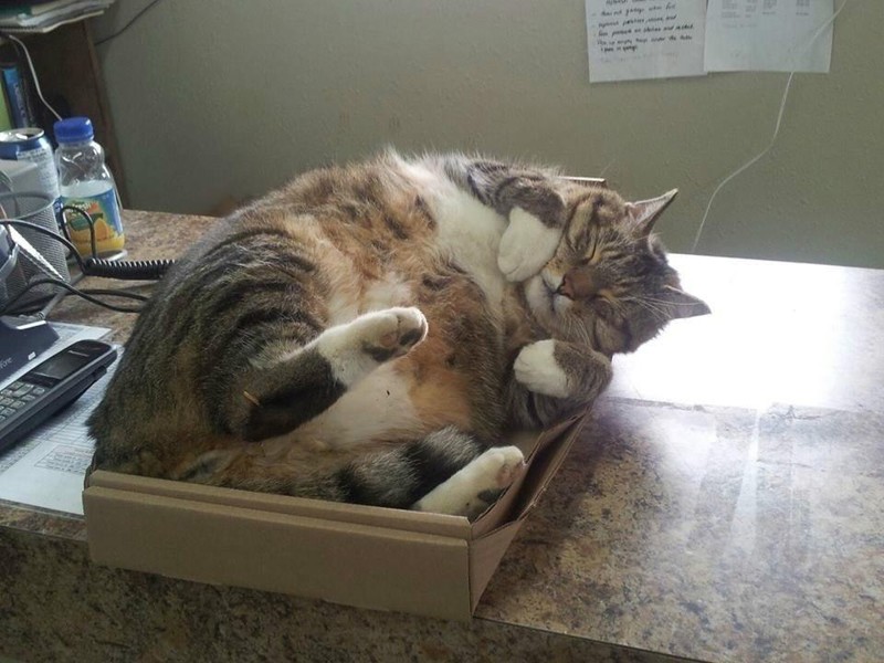Котики любят коробки