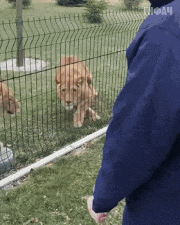 Дикие, но какие ласковые