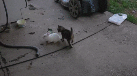 Игра в догонялки