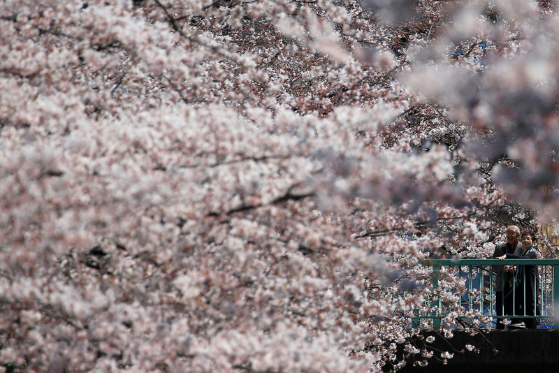 А в Японии есть свои цветы — цветущая сакура, Токио, 4 апреля 2017.