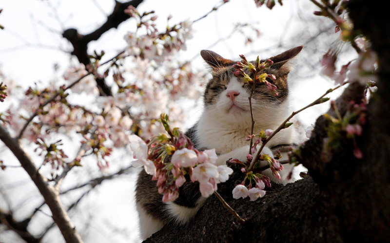 Кошка отдыхает на цветущем вишневом дереве в парке Токио, 30 марта 2017.