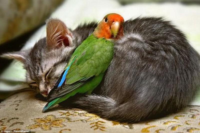 Трогательные примеры дружбы между такими разными животными