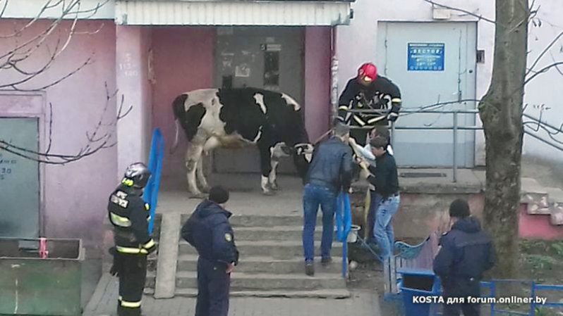 В Минске из грузовика на ходу выпала корова