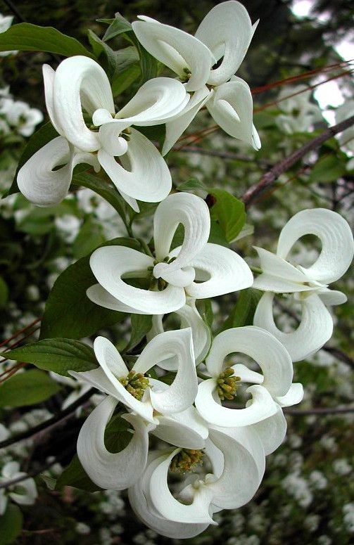 Cornus florida subsp. Urbiniana - редкая мексиканская версия общепринятого американского дерева кизила