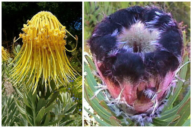 Протея (Red Pincushion Protea) и Protea Lepidocarpodendron или Черная Бородатая Протея