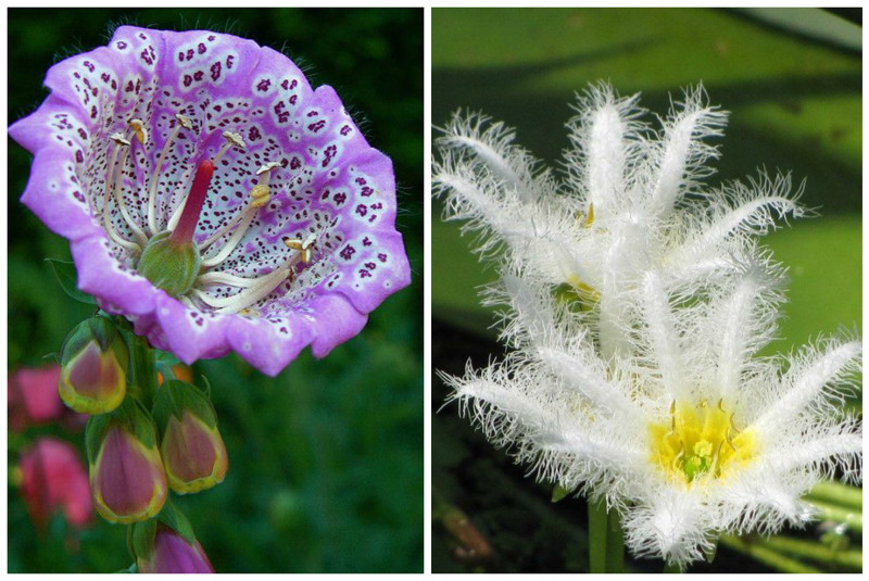 Наперстянка и белая бархатная лилия