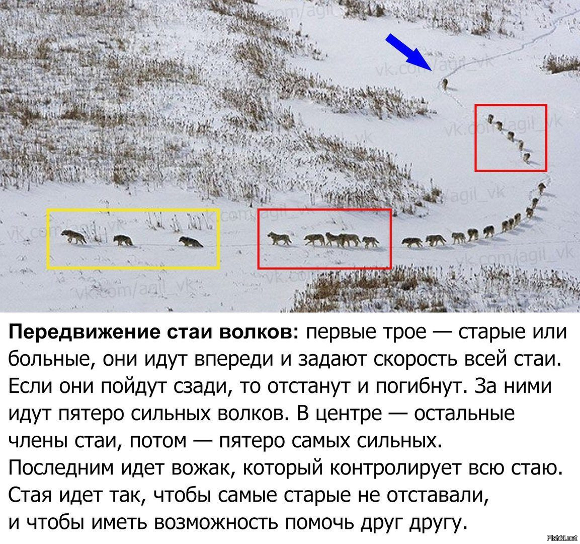 слушать стим волчья стая фото 56