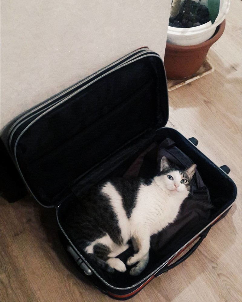 Кот на чемодане