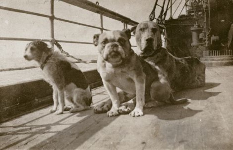 Две из девяти собак, что находились на борту «Титаника», спаслись