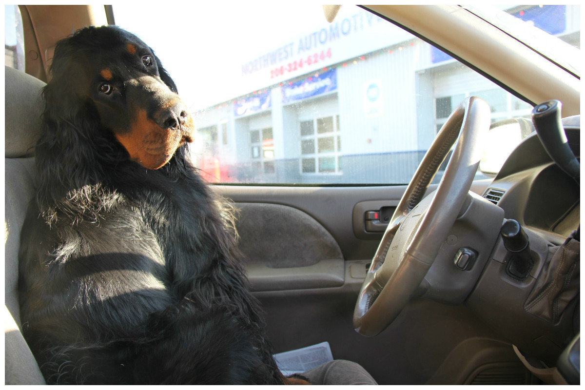 Веселое в машину слушать. Собака за рулем. Пес за рулем. Пес таксист. Руль собака.