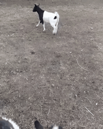 Кого-то очень напоминает эта команда