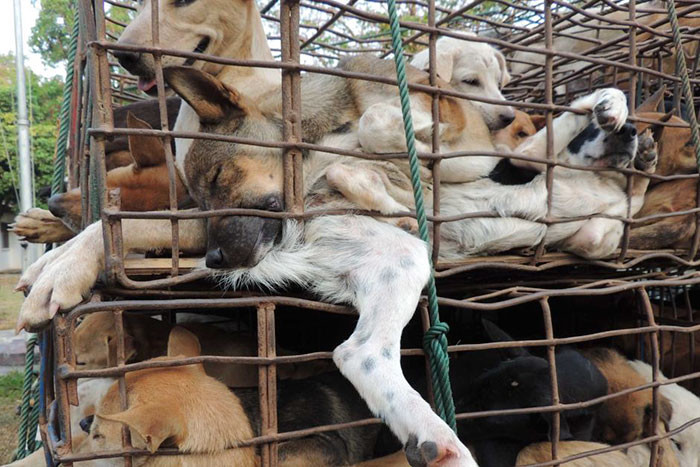 Ежегодно в Китае устраивают фестиваль собачьего мяса, во время которого убивают и поедают 10000 собак