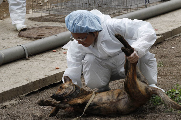Президент Цай Инвэнь еще во время избирательной кампании показала свою любовь к животным 