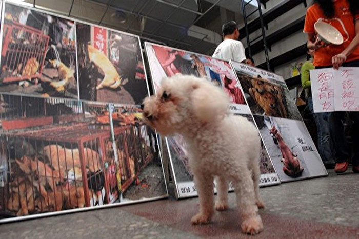 Поправки свидетельствуют о том, что тайваньцы стали воспринимать кошек и собак в качестве домашних любимцев, а не как лакомство 