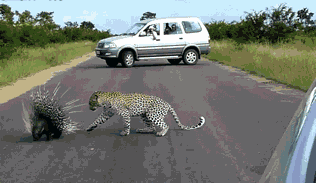 Дикобраз просто так не сдастся