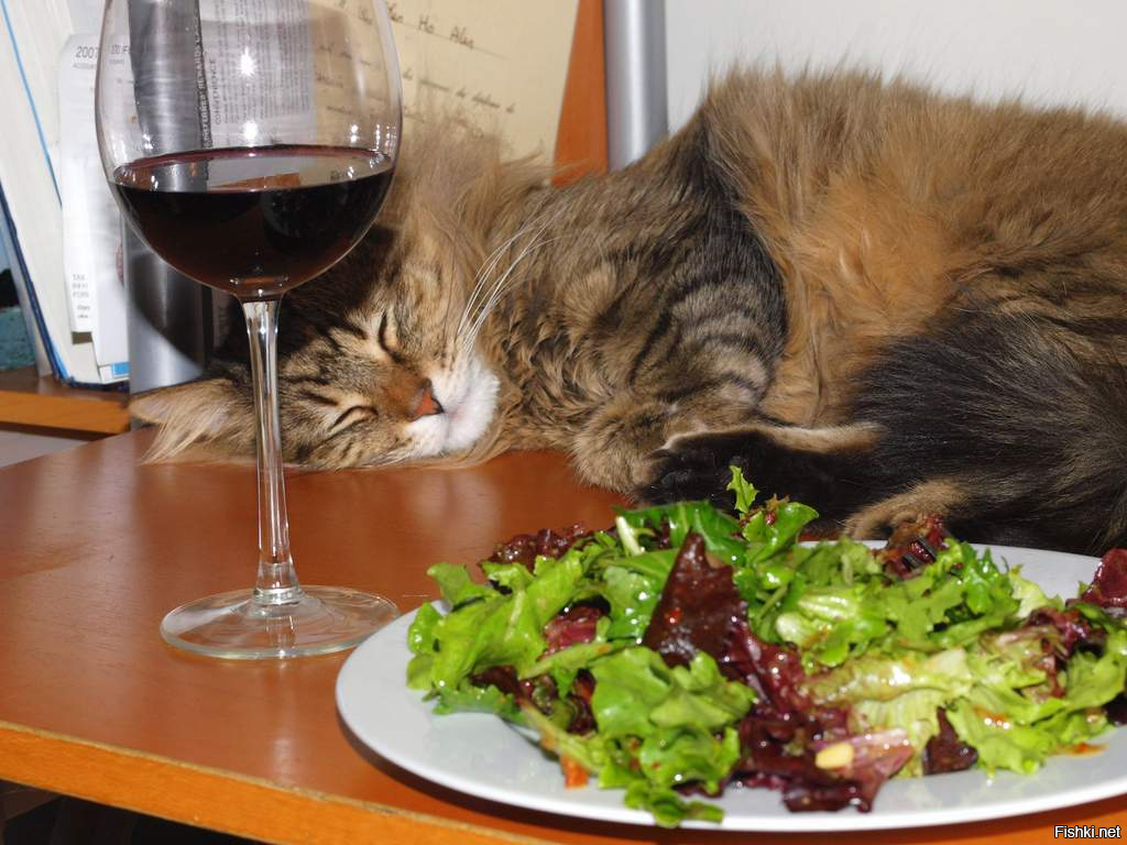 Кошки во время еды. Котик с едой. Еда для кошек. Коты и праздничный стол. Кот на столе с едой.