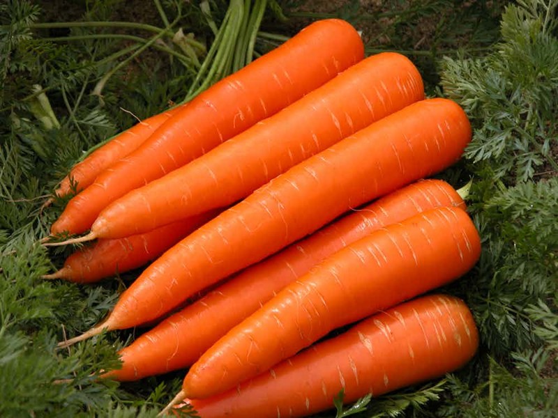 Морковь и зрение