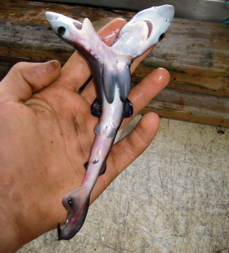 Двухголовая акула