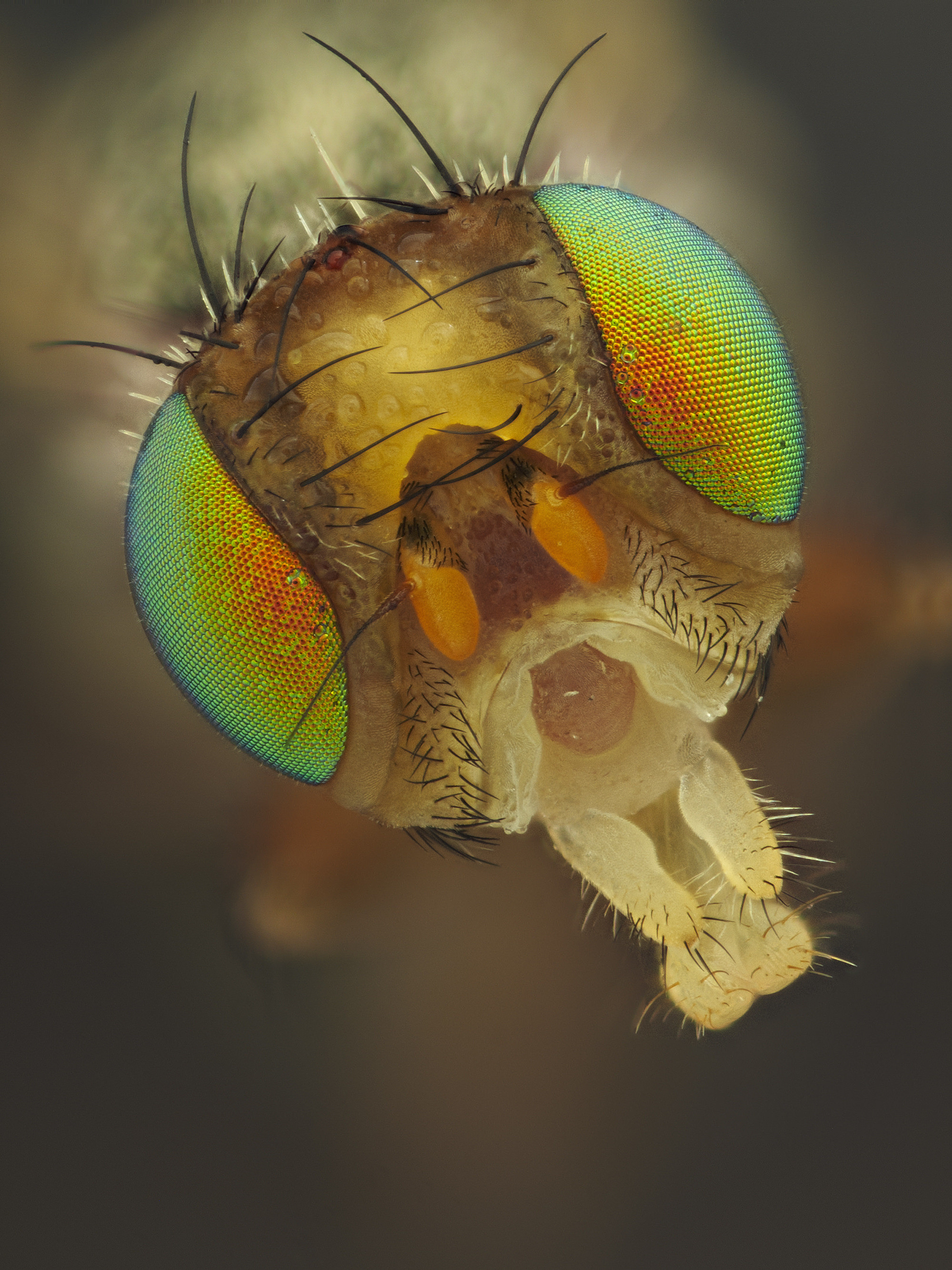 Макросъемка: Удивительный мир насекомых