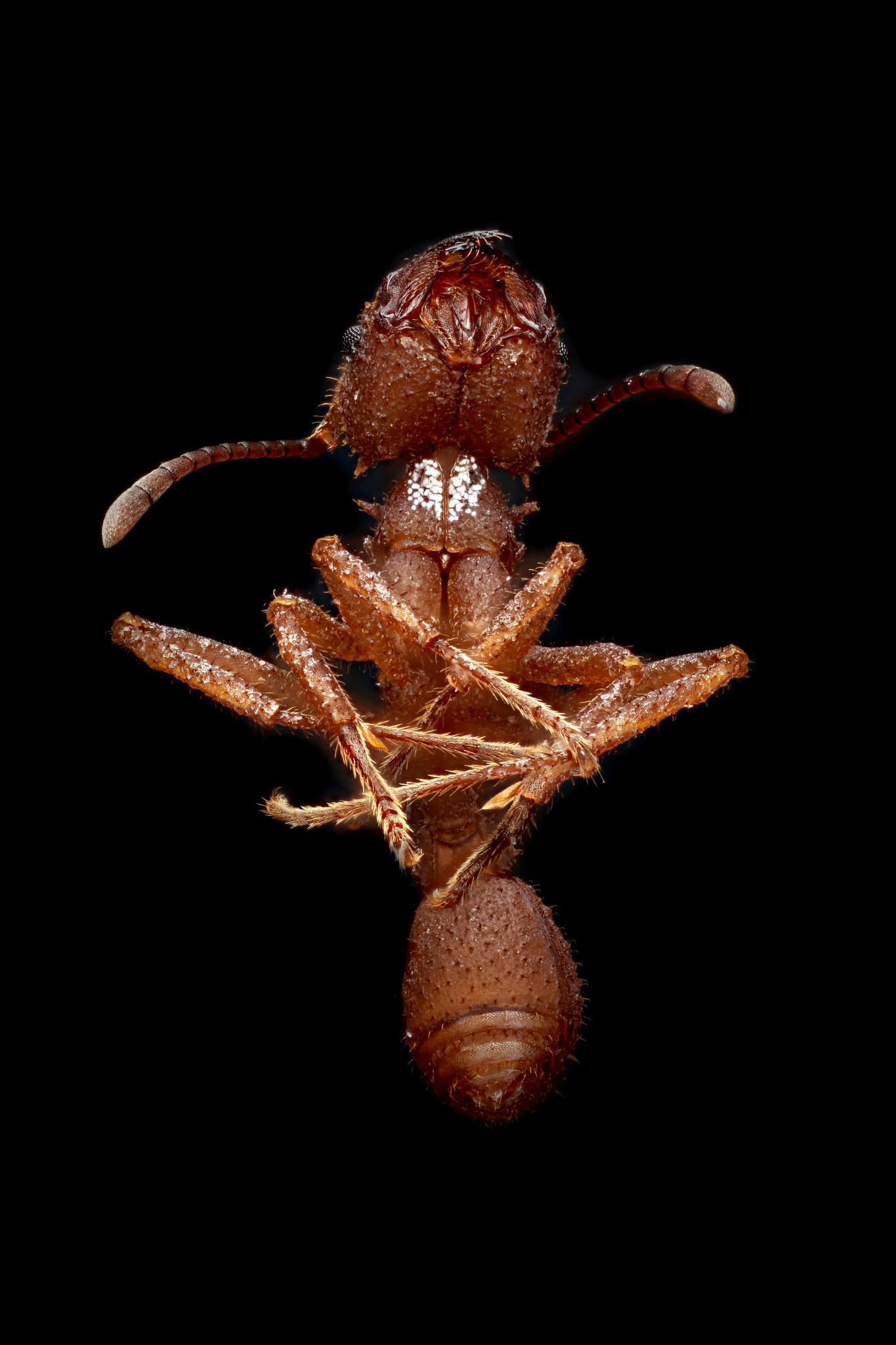 Макрофотография муравьев