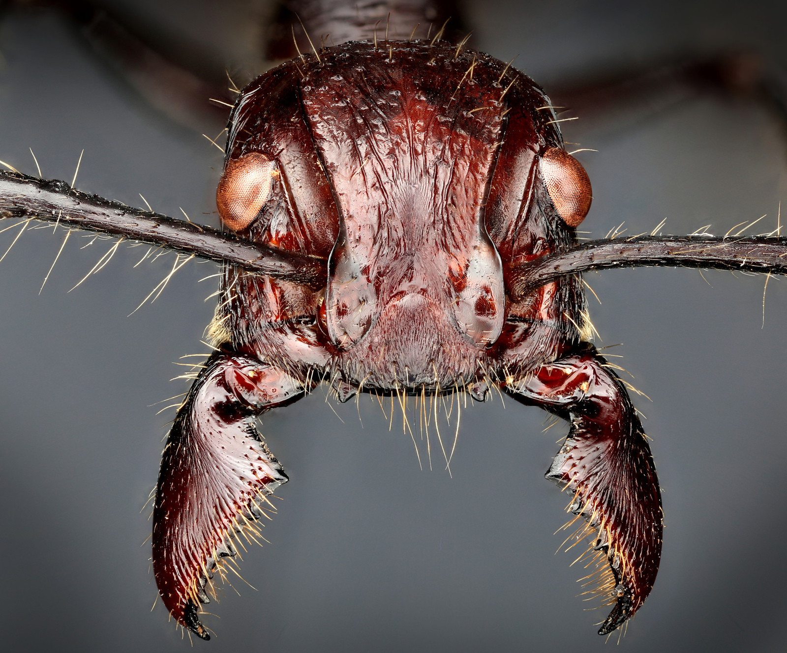 Макросъемка: Удивительный мир насекомых