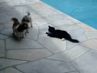 С котом шутки плохи