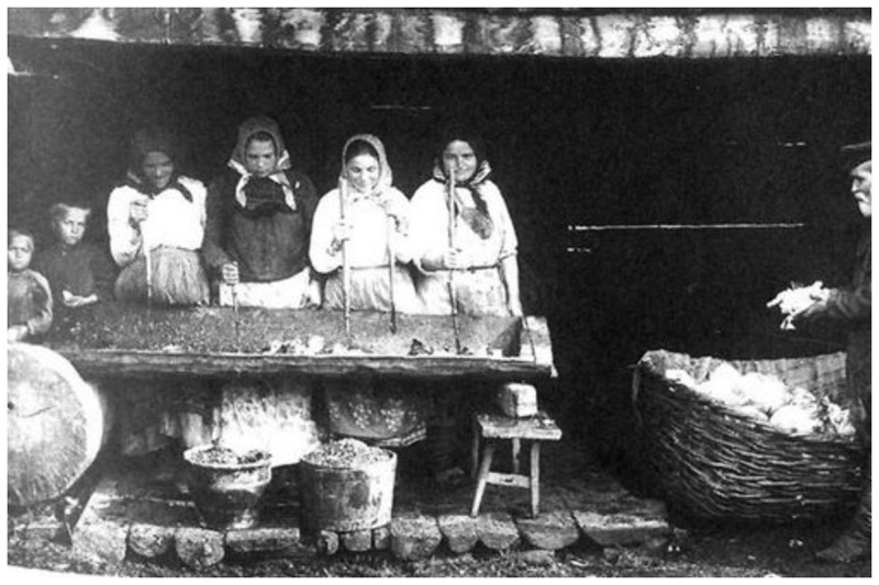 Заготовка капусты на зиму. Южный Урал. 1914