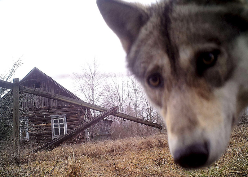 4. Любопытный чернобыльский волк.