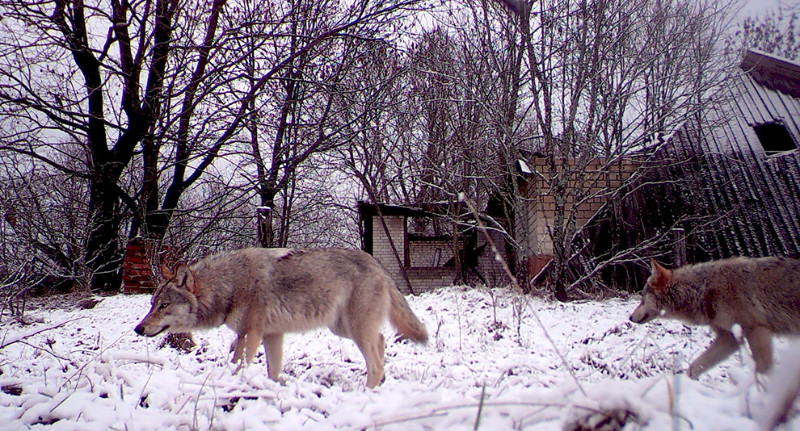 6. Волки рыщут по деревне в Белоруссии, находящейся внутри зоны отчуждения.