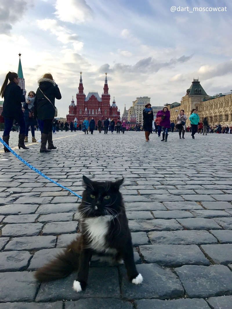 Кота притащили на Красную площадь