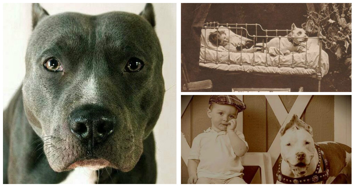 Исторические фотографии о Nanny Dogs: лучшие няньки - это питбули