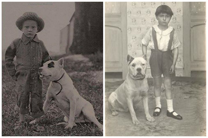 Исторические фотографии  о Nanny Dogs: лучшие няньки - это питбули