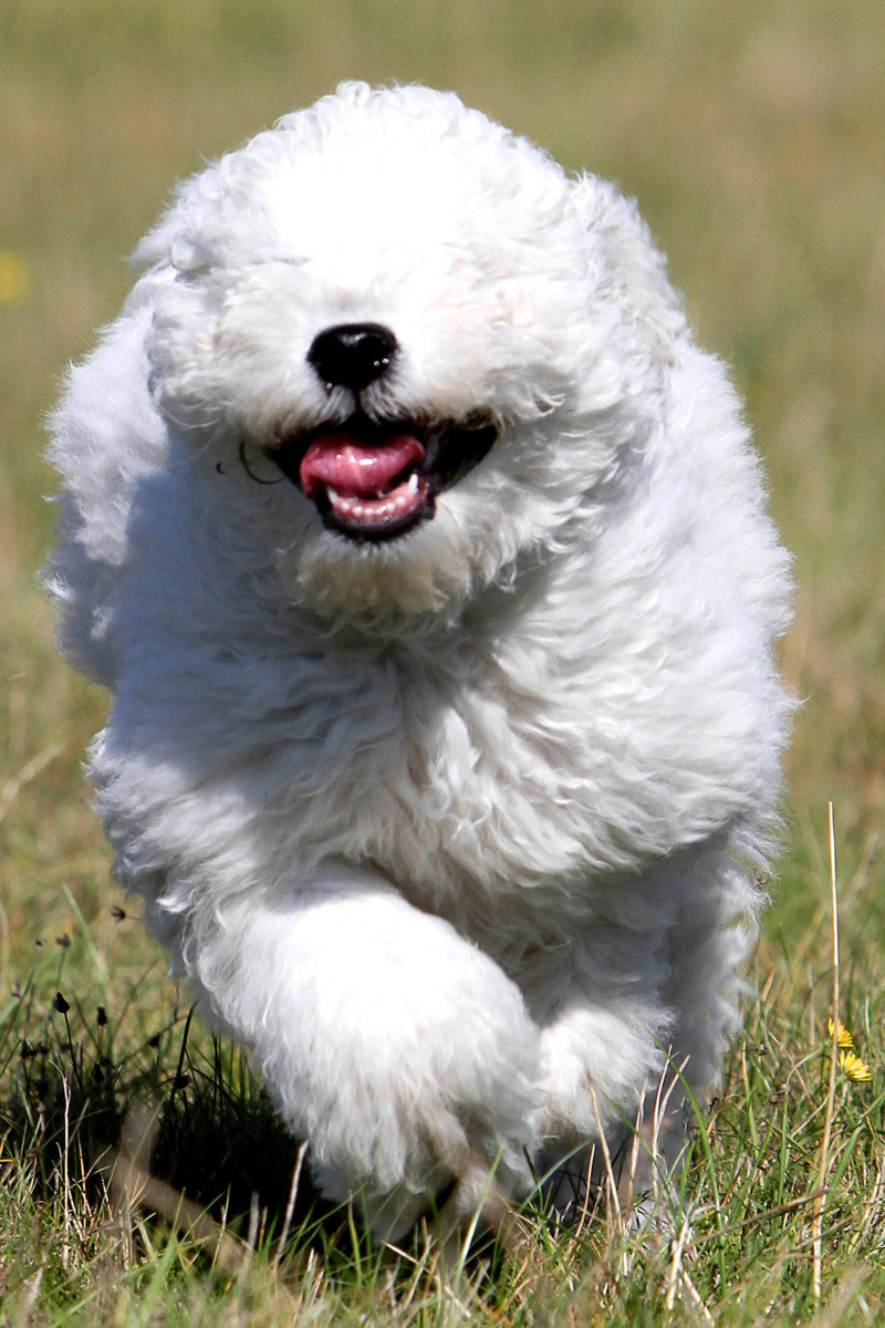 3. Пули — одна из самых распространённых пастушьих собак Венгрии. Внешне напоминает уменьшенную копию комондора. 