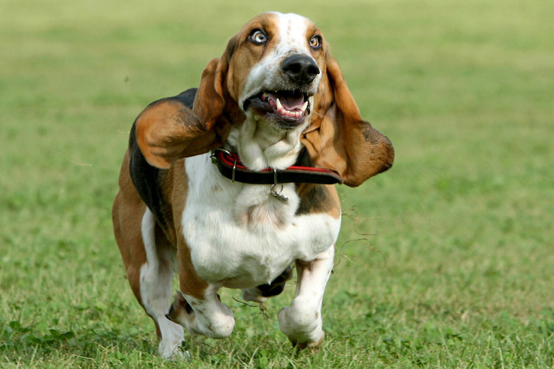 5. Несущийся бассет-хаунд. Порода гончих собак, выведенная в Англии. Бассет-хаунды — прирождённые охотники.